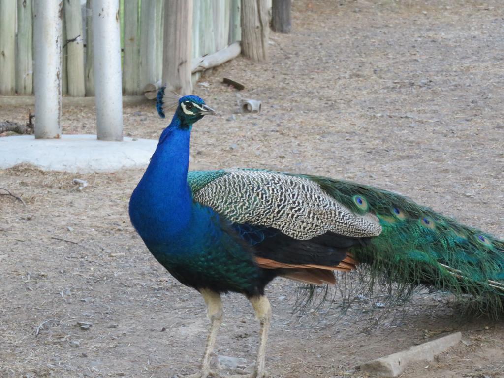 Villa Olive Grove Guest Farm Beaufort West Esterno foto
